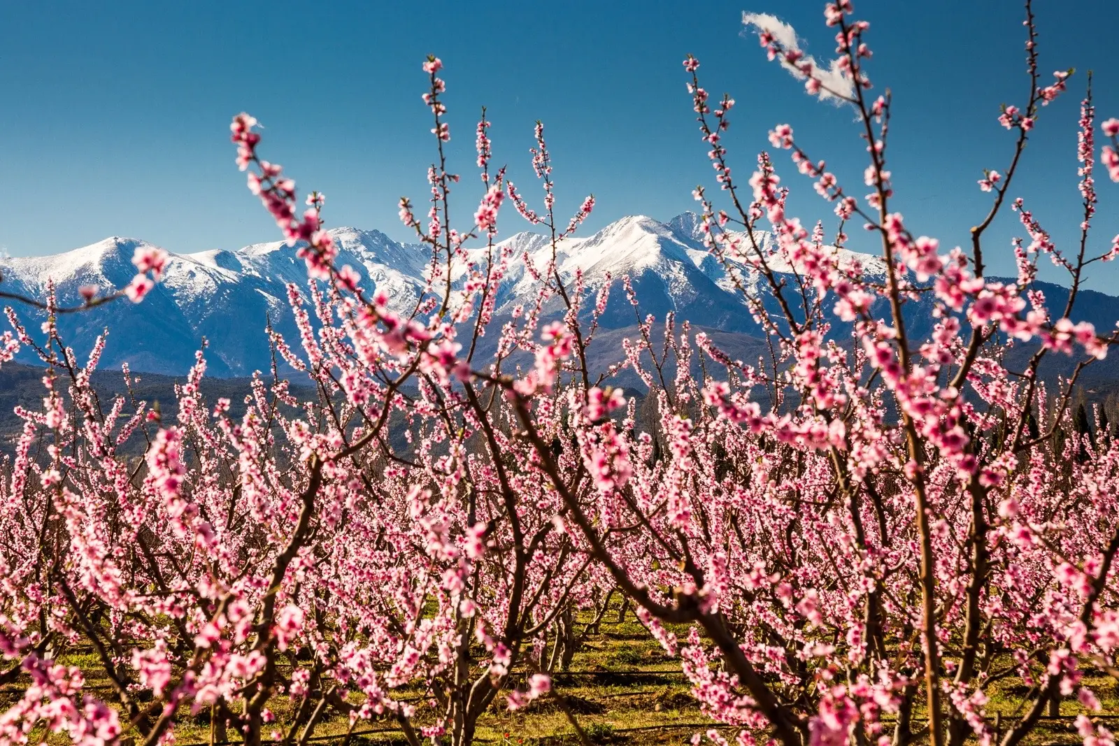 Participez à l'enquête touristique à Perpignan les 31 mars et 1er avril pour façonner l'avenir du tourisme !