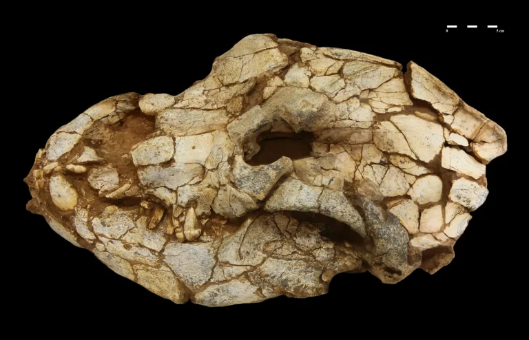 Tautavel 2026 : découvrez des trésors archéologiques cachés au Musée de la Préhistoire