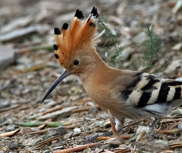 Collioure le 21 avril : Balades naturalistes du mardi, une immersion en pleine nature !