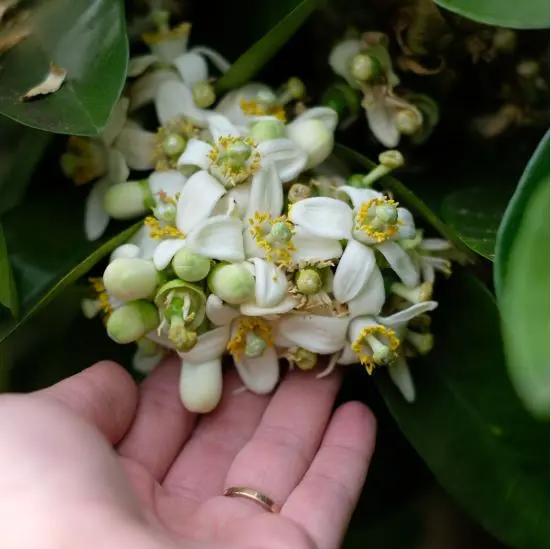 Vendredis Fleuris à Eus, 10 avril : Immersion sensorielle au cœur des agrumes