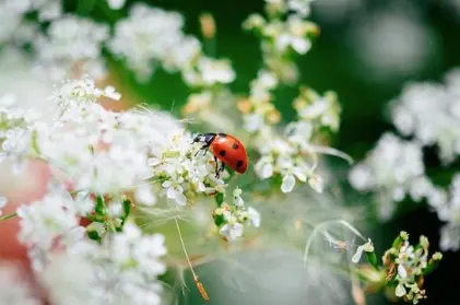 Exposition à Sainte-Marie (5 mai - 27 juin) : Plongée dans l'univers fascinant des insectes